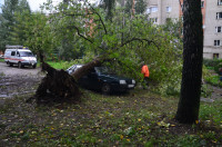 На автомобиль упало дерево, Фото: 4