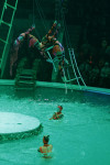 В Тульском цирке прошла премьера аква-шоу, Фото: 73