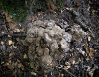 В Ясной Поляне засняли редкий краснокнижный гриб-баран, Фото: 9