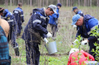 Высадка деревьев в Белевском лесничестве, 4.05.2016, Фото: 32