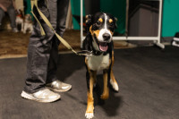 Хвостатые волонтеры: как собаки ищут пропавших живых и мертвых, Фото: 6