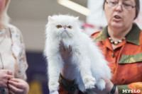 Выставка кошек в МАКСИ, Фото: 39