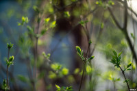 Аномальное цветение апреля: в Туле уже распустилась черемуха, Фото: 31