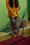 В Туле прошла выставка собак всех пород, Фото: 118