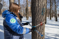 В Белоусовском парке спиливают деревья, Фото: 4