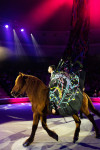 Успейте посмотреть шоу «Новогодние приключения домовенка Кузи» в Тульском цирке, Фото: 116