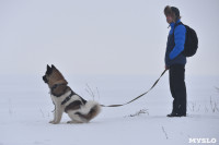 Праздник северных собак на Куликовом поле , Фото: 80