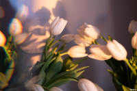 Как выращивают тюльпаны, Фото: 5