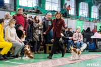 Пражский крысарик, хотошо и кангал: в Туле прошла выставка собак всех пород, Фото: 47