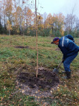 В Пролетарском парке высадили деревья, Фото: 7