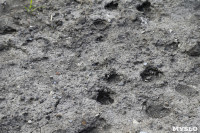 Бродячие собаки погубили рассаду тулячки и довели ее до сердечного приступа, Фото: 9