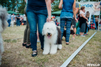 Всероссийская выставка собак в Туле, Фото: 111