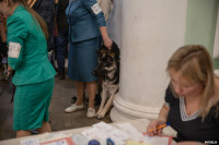 Выставка собак в Туле, Фото: 6