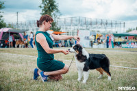 Всероссийская выставка собак в Туле, Фото: 79