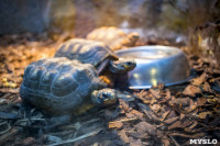 Черепахи в экзотариуме, Фото: 44