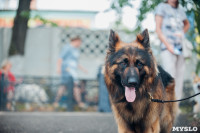 Всероссийская выставка собак в Туле, Фото: 31