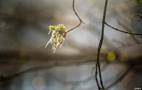 Аномальное цветение апреля: в Туле уже распустилась черемуха, Фото: 3