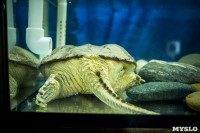 Черепахи в экзотариуме, Фото: 6