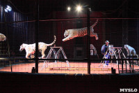 Цирк "Максимус" и тигрица в гостях у Myslo, Фото: 28