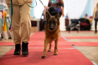 Выставка собак в ДК "Косогорец", Фото: 38