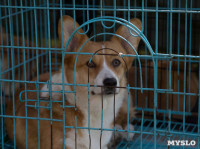 В Туле прошла Всероссийская выставка собак , Фото: 19