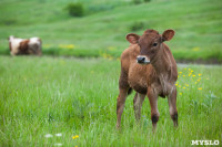 Коровы, свиньи и горы навоза в деревне Кукуй: Роспотреб требует запрета деятельности токсичной фермы, Фото: 17