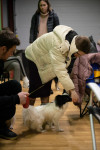 В Туле прошла выставка собак всех пород, Фото: 175