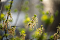 Аномальное цветение апреля: в Туле уже распустилась черемуха, Фото: 18