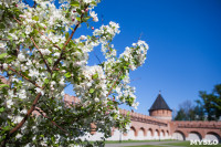 Яблони у кремля, Фото: 2