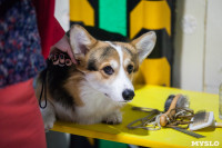 Выставка собак в Туле, Фото: 90