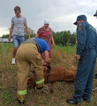 Белевские пожарные спасли провалившегося в колодец теленка, Фото: 5