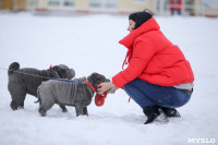 В Туле прошла Всероссийская выставка собак, Фото: 14