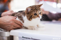 Международная выставка кошек в ТРЦ "Макси", Фото: 38