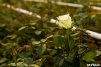Миллион разных роз: как устроена цветочная теплица, Фото: 24
