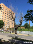 «Сушняк-2019 Тула». Городской хит-парад засохших деревьев, Фото: 133