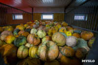 Эко-курорт «Ясно Поле», Фото: 38