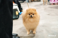 Сиба-ину, шпицы и алабаи: в Туле состоялась выставка собак, Фото: 24