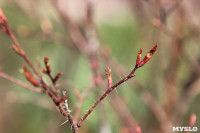 Краски весны в Туле, Фото: 15