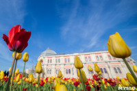 Тюльпаны в Туле, Фото: 5