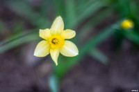 Аномальное цветение апреля: в Туле уже распустилась черемуха, Фото: 26
