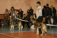 В Туле прошла всероссийская выставка собак, Фото: 37
