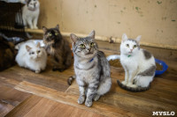 Волонтеры спасли кошек из адской квартиры, Фото: 49