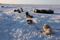 Репортаж с Северного Полюса, Фото: 48