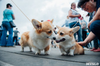 Всероссийская выставка собак в Туле, Фото: 53