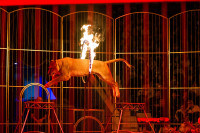 "Чудеса под Новый год" в Тульском цирке, Фото: 138