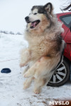 Праздник северных собак на Куликовом поле , Фото: 19