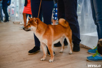 выставка собака, Фото: 80