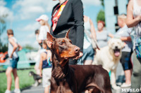 Всероссийская выставка собак в Туле: серьезные сенбернары, изящные пудели и милые шпицы, Фото: 55