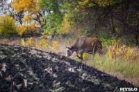 Золотая осень в Тульской области, Фото: 43