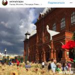 Цветочный джем: Тульское поле в Москве, Фото: 24